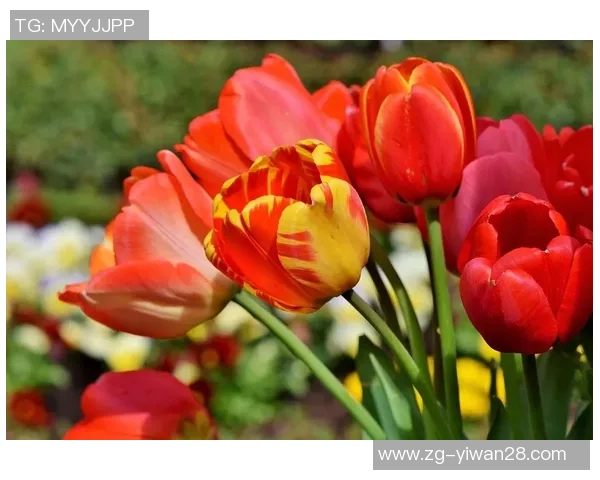 TES在DOTA2比赛中的控制策略分析与成败得失探讨